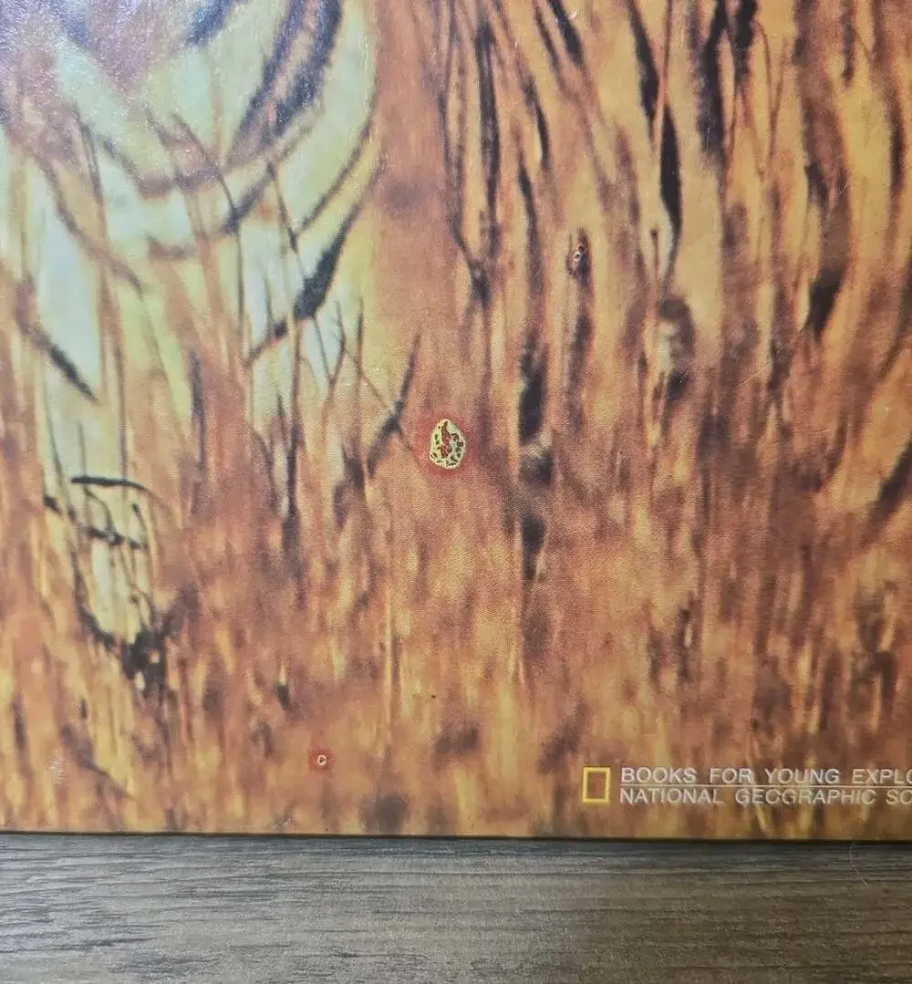 How Animals Hide National Geographic Society Hardcover